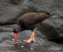 To Catch a Limpet:  The Black Oystercatcher’s Guide to Lunch