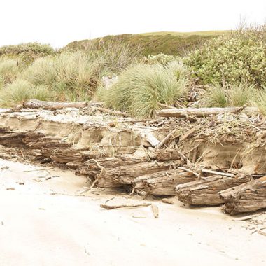 A visitor views the remains of the massive keel ribs of the 1924 shipwreck Acme on the beach near Bandon Dunes Golf Resort;