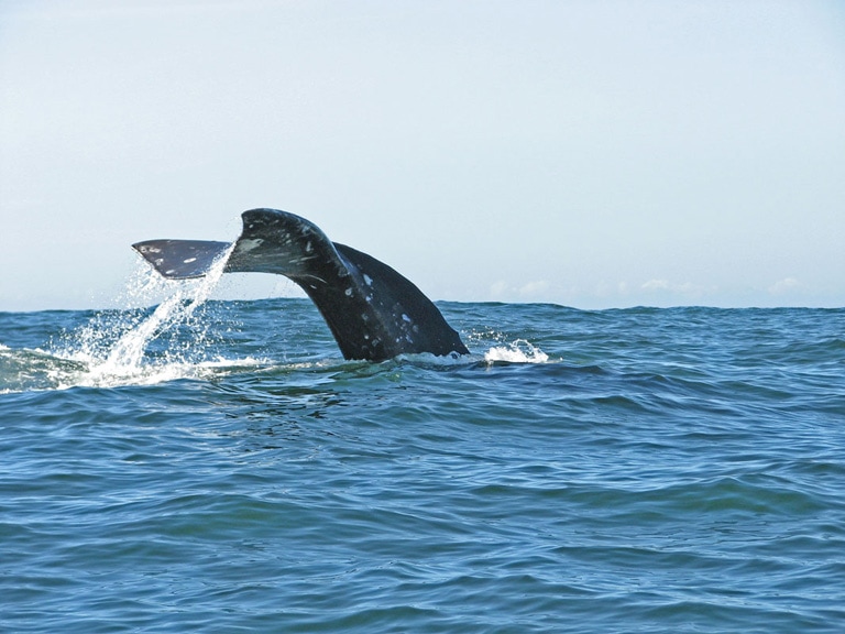 Whale Tail Oregon