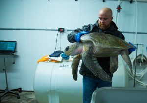 Oregon Coast Aquarium Olive Ridley X-ray check up