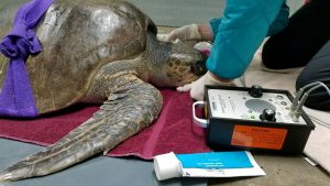 Olive Ridley Treatment OCA