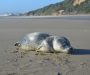 Seals are Cute—But Not Abandoned