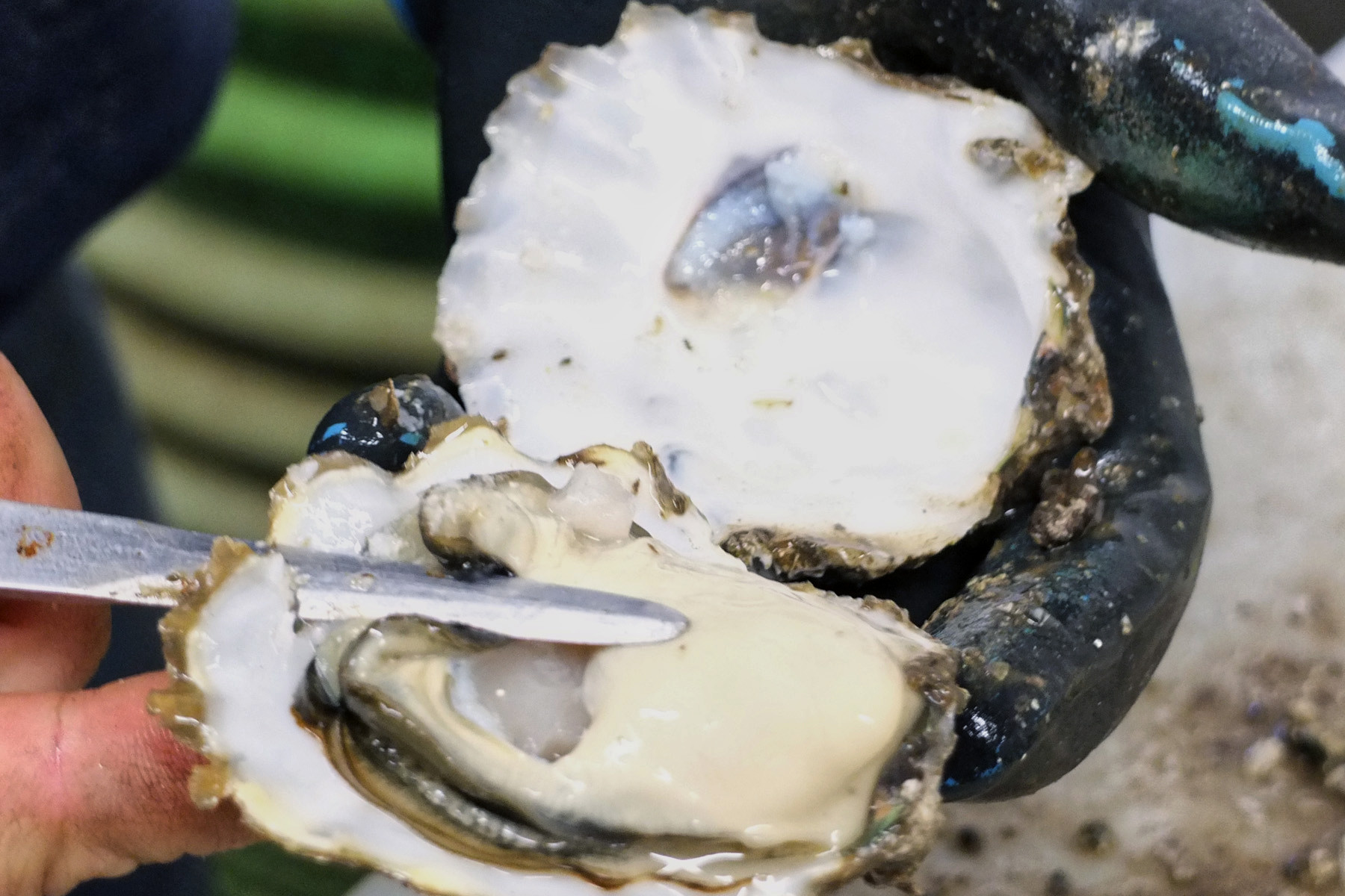 Oregon’s Oystermen Oregon Coast Magazine