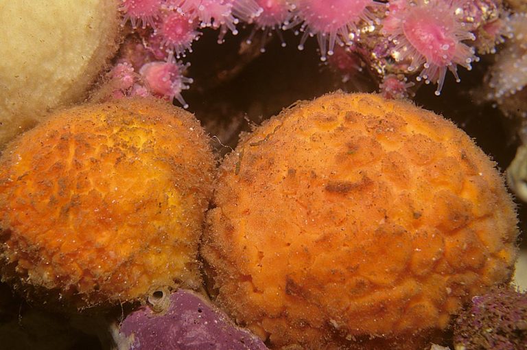 The Primitive Origins of the Complex Sponges Oregon Coast Magazine