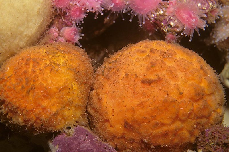The Primitive Origins of the Complex Sponges Oregon Coast Magazine
