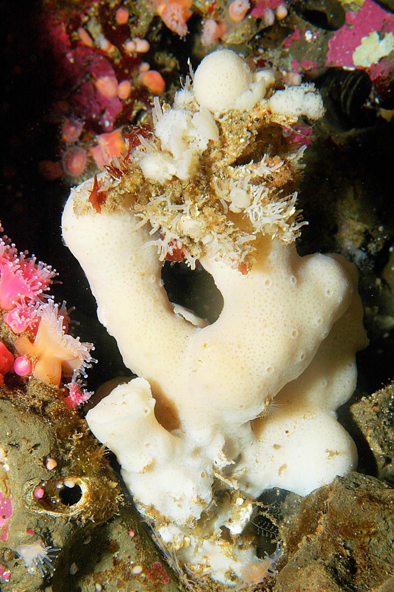 The Primitive Origins of the Complex Sponges Oregon Coast Magazine