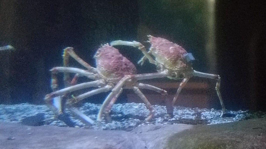 Yoga Helps a Spider Crab Oregon Coast Magazine