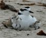Be a Friend to Plovers