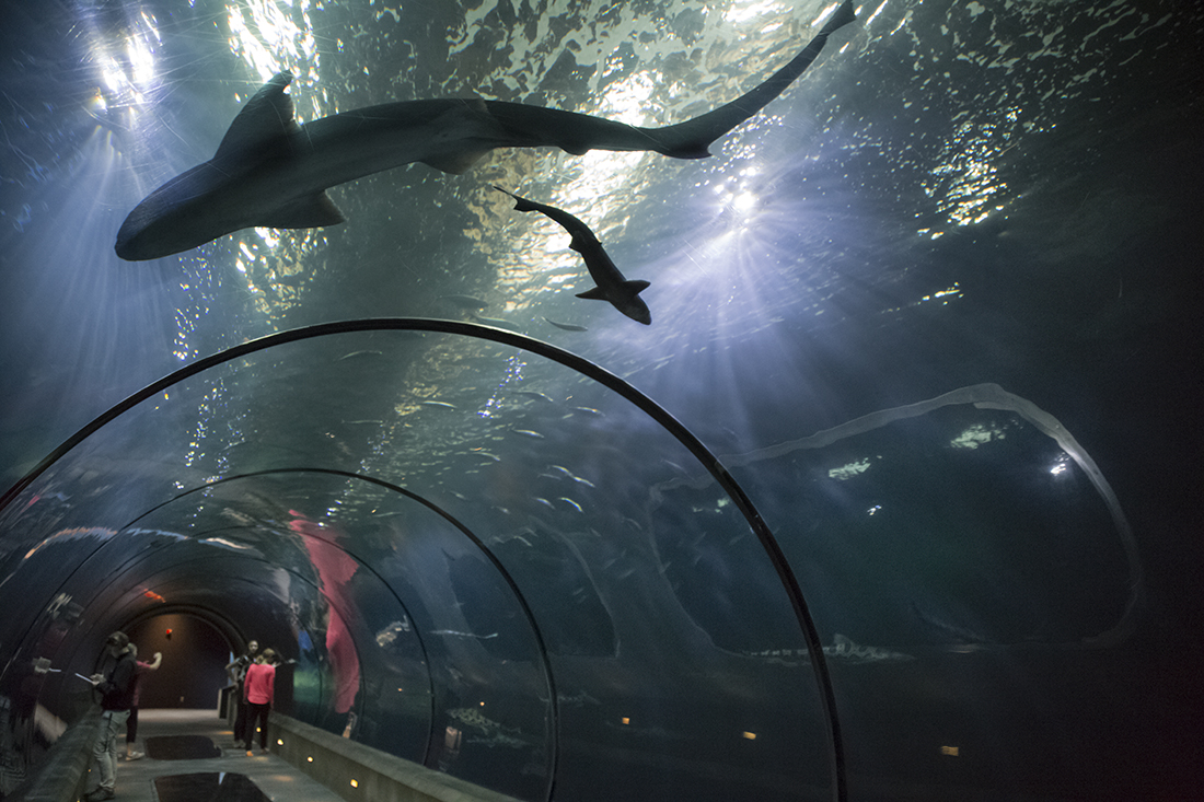 Oregon Coast Aquarium at 30 Years Oregon Coast Magazine