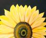 Sunflowers for Ukraine Fundraiser