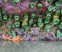 Summer Tidepool Tours