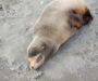 Give sea lions plenty of space on beaches
