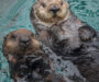 Sea Otters in the Spotlight